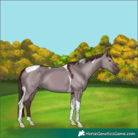Horse Color:Chocolate Smoky Grullo Chinchilla Tobiano
