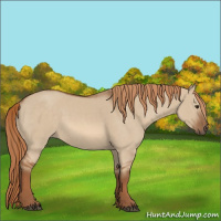 Horse Color:Red Dun Rabicano 