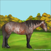 Horse Color:Bay Appaloosa  and Gray Bay Appaloosa 