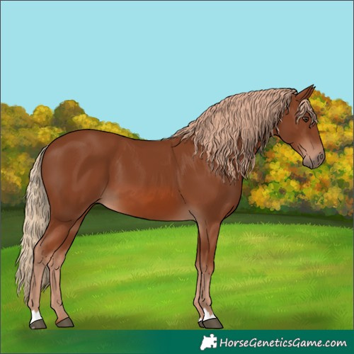 Horse Color:Chestnut 