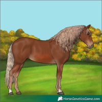 Horse Color:Chestnut 