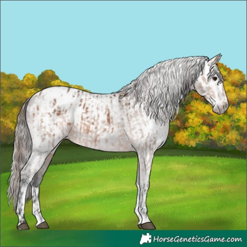 Horse Color:Bay Appaloosa  and Gray Bay Appaloosa 