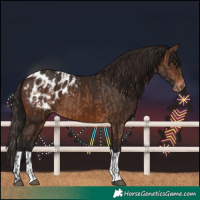 Horse Color:Bay Blanket  and Gray Bay Blanket 