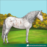 Horse Color:Bay Appaloosa  and Gray Bay Appaloosa 