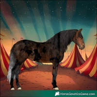 Horse Color:Void White Spotted Bay Roan