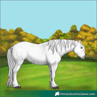 Horse Color:Gray White Spotted Black  and White Spotted Black 