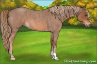 Horse Color:Red Roan 