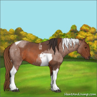 Horse Color:Bay Roan Tobiano  and Red Roan Tobiano 