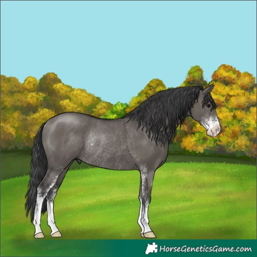 Horse Color:Grullo Sabino Rabicano 