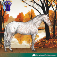 Horse Color:Silver Bay Roan Appaloosa Rabicano 
