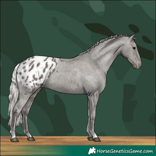 Horse Color:Silver Black Blanket