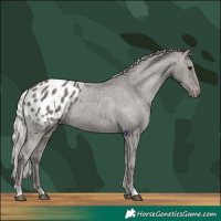 Horse Color:Silver Black Appaloosa 