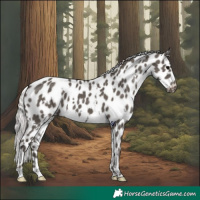 Horse Color:White Spotted Silver Black Appaloosa 