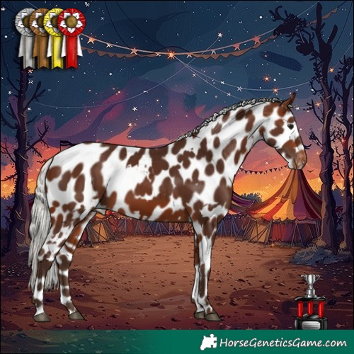 Horse Color:White Spotted Silver Brown Leopard