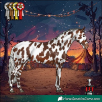 Horse Color:White Spotted Silver Brown Appaloosa