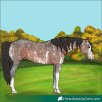 Horse Color:Brown Sabino