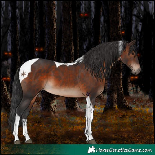 Horse Color:Brown Tobiano 