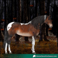 Horse Color:Brown Tobiano 
