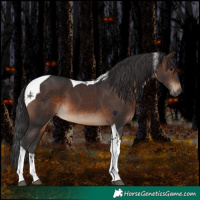 Horse Color:Brown Tobiano 