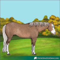 Horse Color:Silver Brown Dun Sabino Splash Rabicano 