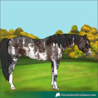 Horse Color:Brown Ice Sabino 