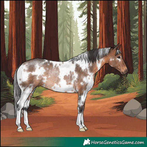 Horse Color:White Spotted Brown Rabicano