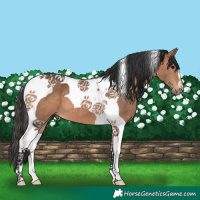 Horse Color:Bay Tobiano 