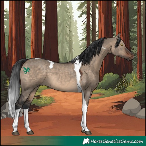 Horse Color:Brown Dun Tobiano