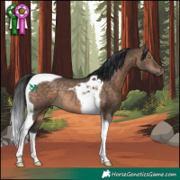 Horse Color:Bay Dun Tobiano Rabicano 