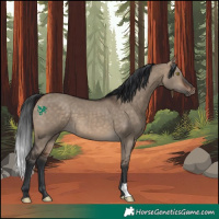 Horse Color:Bay Dun 