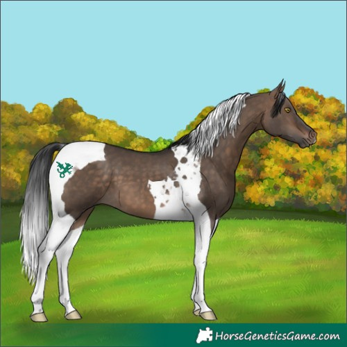 Horse Color:Bay Dun Tobiano 