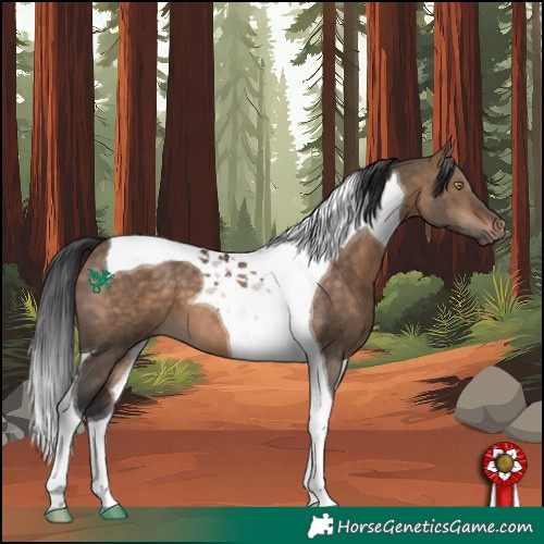 Horse Color:Bay Dun Tobiano 