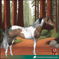 Horse Color:Bay Dun Tobiano 