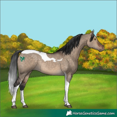 Horse Color:Bay Dun Tobiano Rabicano
