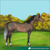 Horse Color:Bay Dun 