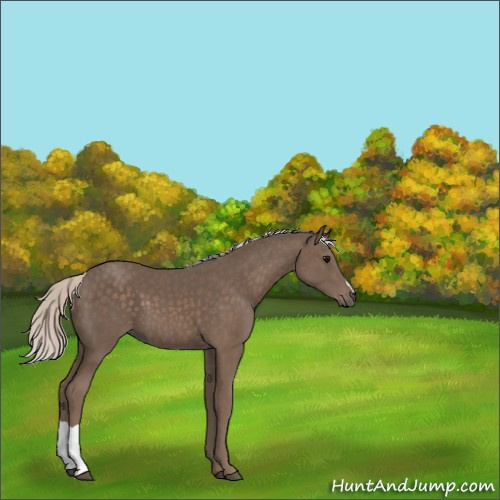 Horse Color:Silver Black 