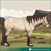 Horse Color:Buckskin Roan