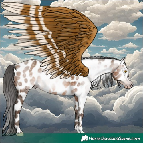 Horse Color:Gray Amber Champagne Appaloosa 