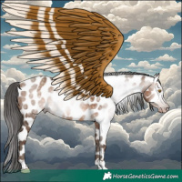 Horse Color:Gray Amber Champagne Appaloosa 