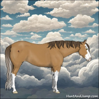 Horse Color:Buckskin Sabino Splash Varnish 