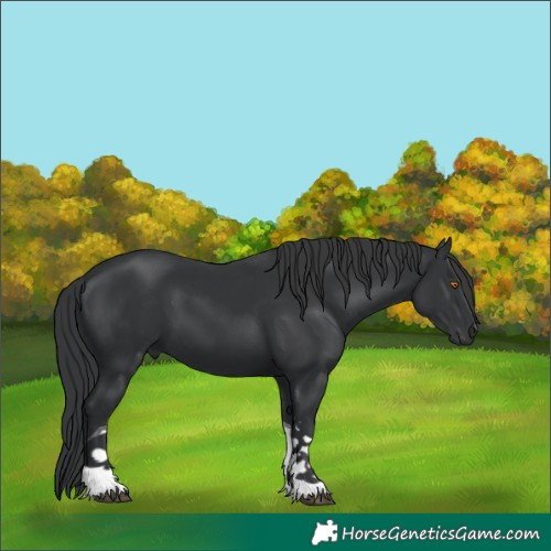 Horse Color:Black Tobiano 