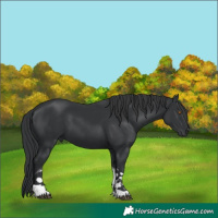 Horse Color:Black Tobiano