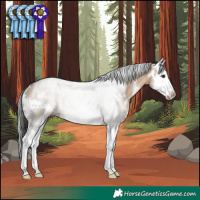 Horse Color:White Spotted Brown Dun Splash Rabicano