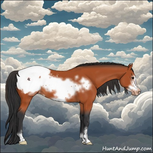 Horse Color:Bay Sabino Frame Appaloosa 