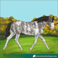 Horse Color:Brown Dun Sabino Appaloosa 