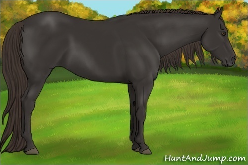 Horse Color:Liver Chestnut Frame