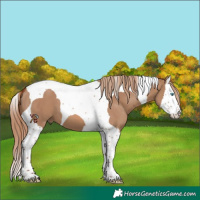 Horse Color:Red Dun Splash Tobiano 