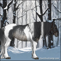 Horse Color:Black Tobiano Rabicano