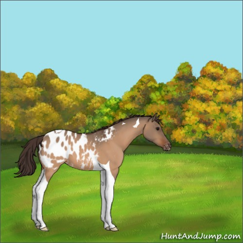 Horse Color:Bay Dun Tobiano Appaloosa 