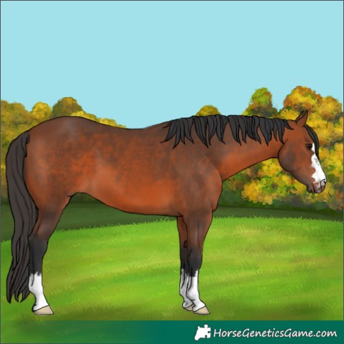 Horse Color:Bay 